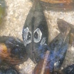 Muscheln im Teich