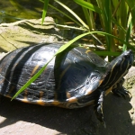 1045043_306082186194606_1909906546_n