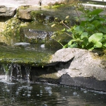 971091_300522156750609_372276834_n