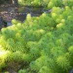 Brasilianische Tausendblatt