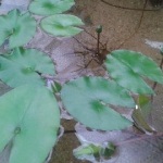 Daubenys Seerose