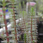 Nadelwald im Teich