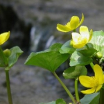 Sumpfdotterblume -Caltha Palustris