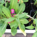 Sumpfprimel - Primula Rosea