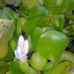 bluehende Wasserhyazinthe